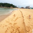 보람애견 이미지