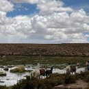 1박2일 | [남미여행]우유니 1박2일 투어 후기 아타카마 이동