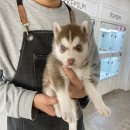 봉산동 강아지 이미지
