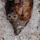노란 눈 부엉이(Great horned Owl) 이미지