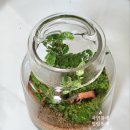[공지] 원데이클래스 이끼테라리움)교육청 교사 연수, 기업 EAP, 단체수업 생태환경교육 탄소중립 힐링...