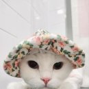 잔다냥 성남점 이미지