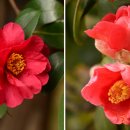 신흥동백나무군락 이미지