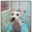 복슬 강아지미용실 이미지