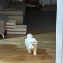 꼬순내 이미지