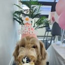 어뮤즈퍼피 이미지