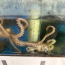 착한낙지목동점 이미지