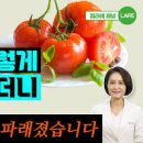 토마토 효능 부작용 토마토즙 공복성분 이미지