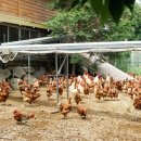 번호골농장 이미지