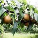 황금과일 이미지