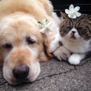 강아지와고양이 이미지