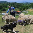 용인축산업협동조합한우랜드 이미지