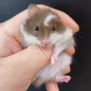 와우펫앤쥬 대구점 이미지