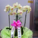 현대치재 Daum카페