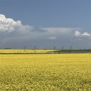 유채와바다 이미지