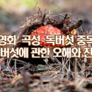 독버섯에 관한 오해와 진실, 영화 ‘곡성’ 독버섯 중독 이미지