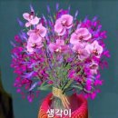 🪻🪻🪻아름이님 ~실치회🐟 사주셔서 맛있게 잘먹었읍니다 이미지