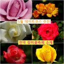 묵동-061 | 5월 최고의 데이트장소 추천 장미축제코스(곡성,울산대공원,서울중랑천,서울대공원,에버랜드)