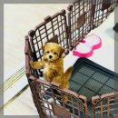 아담스펫 강아지분양 고양이분양 인천본점 이미지