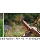 왕성