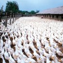 상환농장 이미지