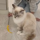 세븐일레븐울산젊음의거리점 | 울산 고양이 카페 성남동 젊음의거리 고양이네 아이랑