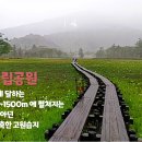 (일본-최종 공지문) 2026년5월30일~6월3일 4박5일. 일본 최대 고산습원 트레킹 낙원＜오제국립공원＞걷기여행 이미지