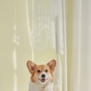 건강하개 이미지