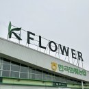 아이비플라워 앞 | 일산 꽃시장 한국화훼농협 본점, 고양 케이플라워 대화점 후기 (생화 · 화분 · 분갈이)