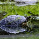 음악으로배우는영어 이미지