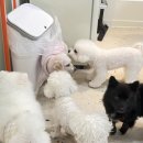 2Do (2도) | 청담 2도 라운지 애견호텔 후기(가격, 주차 정보 등) 출산 전 강아지 맡기기🐶