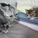 서림동-13 이미지