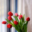 원플라워 이미지