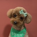 위위그루밍 이미지