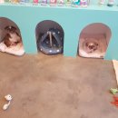 멍멍친구 애견샵 이미지