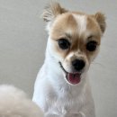 은평애견 | 은평구 애견호텔링 후기 _솔솔애견유치원 🐶🐾