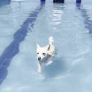 댕댕이냥 이미지