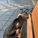 노블레스 | 고양이안락사 조건 비용 시기, 펫노블레스 장례식장 후기..