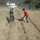 형제농장B 이미지