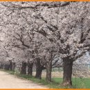 번영로(전주-군산간) 벚꽃터널 이미지