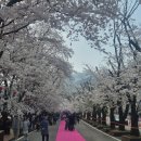 음식의길 | 에덴 벚꽃길 벚꽃 축제 후기-주차. 이동시간. 만개 현황. 음식