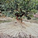 고흥팜2농장 이미지