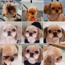 카카오독 이미지