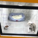 큐리애견 이미지