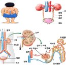 신장