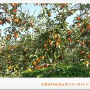 풍천대봉감농원 이미지