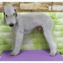 베스애견 이미지