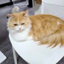 고양이기숙사 | 신대방 고양이 카페 고양이기숙사, 70냥이 천국에서 힐링한 후기