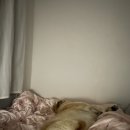 pet173더5712 | 반려동물과 함께 추억 남기기 좋은 북서울꿈의숲 애견스냅 촬영 펫온필름 후기