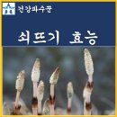 쇠뜨기 이미지